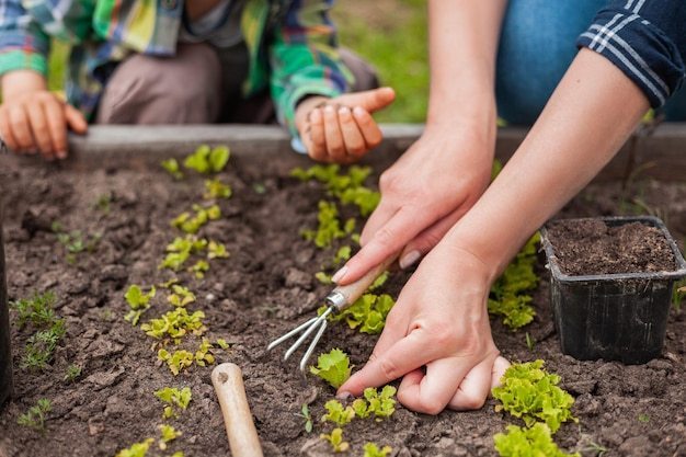 When to Plant Vegetables for Maximum Health and Nutrients