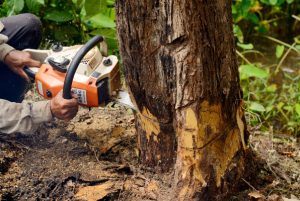 Stump Grinding and Extraction