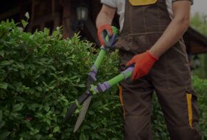 Unleash Your Landscape's Beauty with Tree Pruning Services