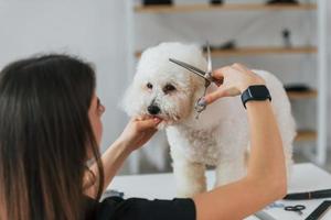Dog Grooming Salons